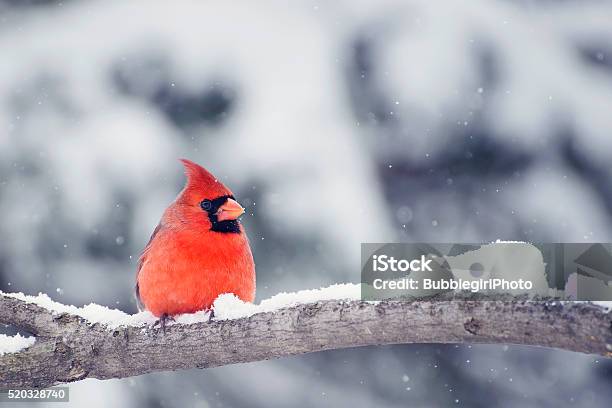 Cardinal In Snow Stock Photo - Download Image Now - Winter, Snow, Bird