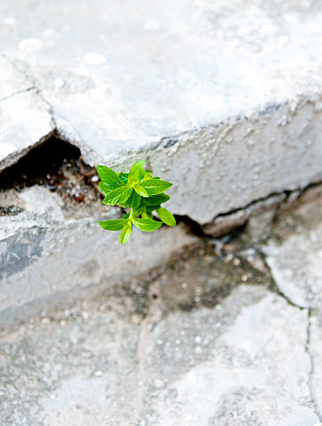 istock Young plant growing out of concrete 520328946