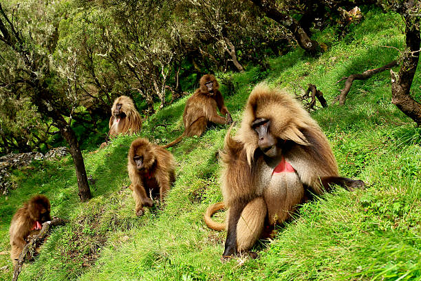 geladas dans le parc national de siemen - gélada photos et images de collection