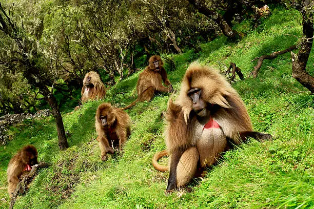 A herd of Gelada monkeys grazing in Ethiopian Siemen National Park 