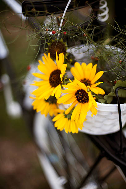 istock Sunflower in a basket. 520328960
