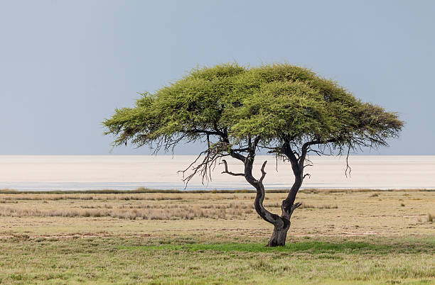 An Umbrella Thorn Tree, generally known as Umbrella Acacia, Acacia tortilis, but now considered to be Vachellia tortilis, in Etosha National Park in the rainy season, with a 'stripe' of sale pan in the middle ground and a darkening sky before a rainy season afternoon storm. 