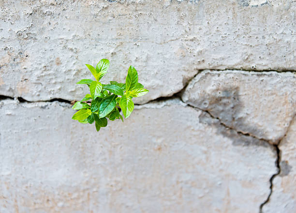 istock Young plant growing in a concrete wall 520329696