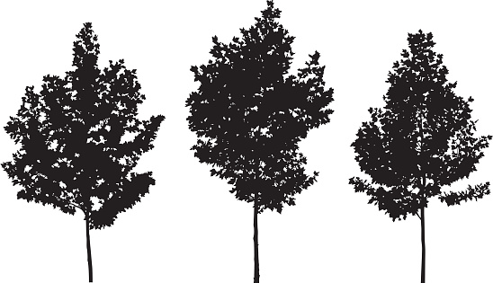 Vector silhouettes of three trees.