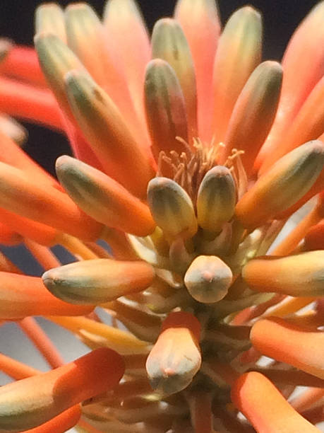 istock California Native- Nature's Orange Knuckles 520330208