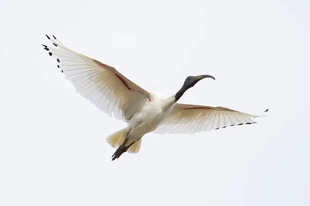 An ibis flying. It has its wings spread and is isolated against the cloudy sky. Image shot in Victoria, Australia.
