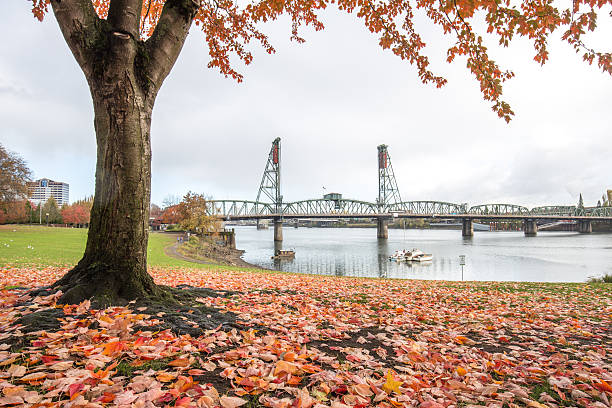 istock bridge over water and tree in park in portland 520331128