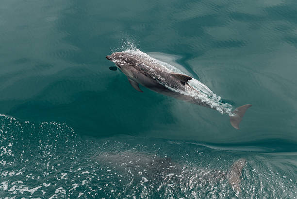 istock Fast Dolphin in the Wildlife Sea 520331634