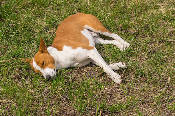 istock Basenji dog lying on ground in spring garden 520331942