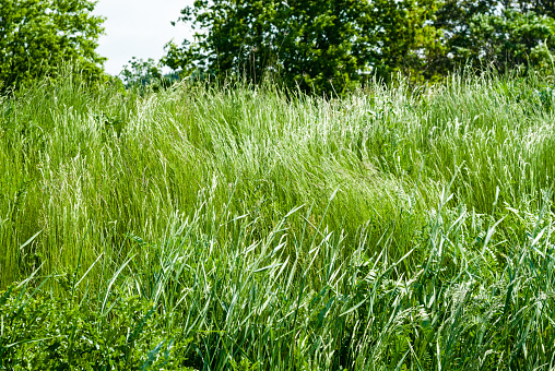 Tall green wild grass swaying and waving in wind against trees.