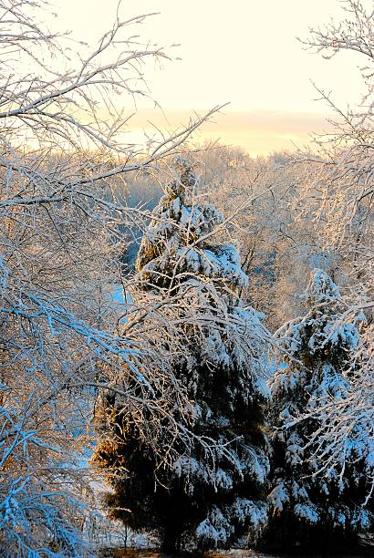 Snowy trees catch the first glow of morning light