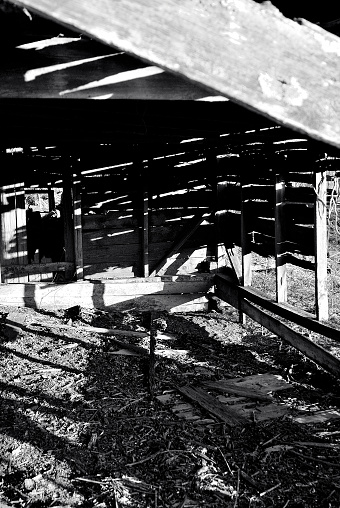 Evening sun creates shadows through the boards of old barn.  The hard shadows cross throughout the barn.