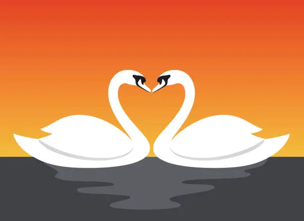 Vector illustration of couple swan lovers face to face