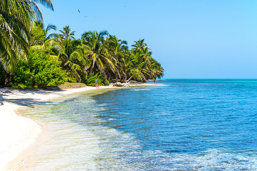 Idyllic white sand beach and coconut palm grove on a Caribbean island.