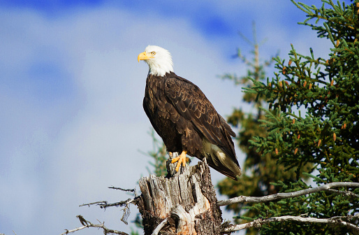 The majestic Bald Eagle (Haliaeetus leucocephalus) is the national symbol of the United States.  It is mostly found in the lowland areas near bodies of water.  It feeds mostly on fish including spawned out salmon in rivers as well as water birds, geese, carrion and other prey.  Bald eagles are frequent wintertime visitors to Northern Arizona.  This pair of eagles was photographed while perched in a dead tree on Campbell Mesa near Flagstaff, Arizona, USA.