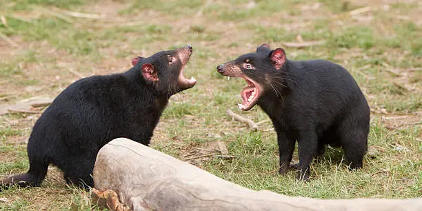 Two Tasmanian Devils. They appear to be arguing. One has mouth open showing its sharp teeth. Tasmania, Australia.
