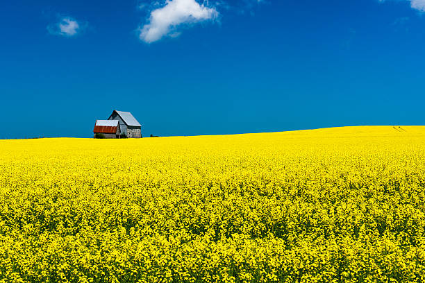 istock Mustard field in late bloom 520334278