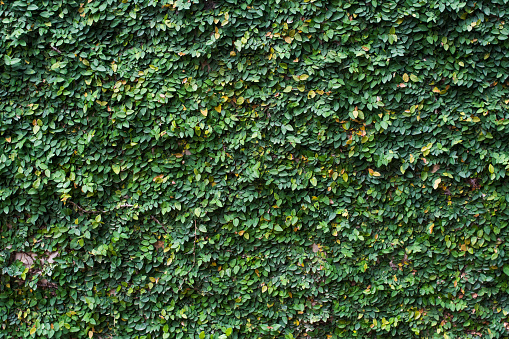 a climbing fig on the wall, Green Wall, The Green Creeper Plant on a White Wall Creates a Beautiful Background