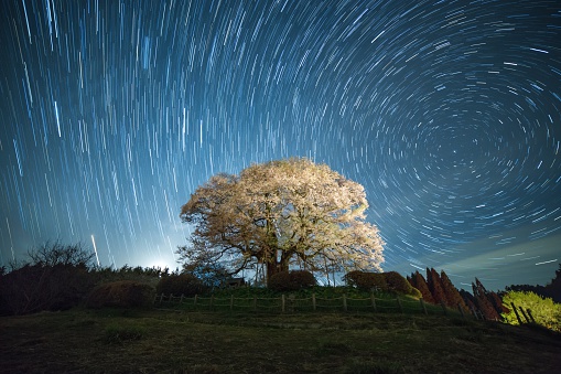 1000 year old Japanese Cherry blossom tree under a star trail. Okayama, Japan. April 2016