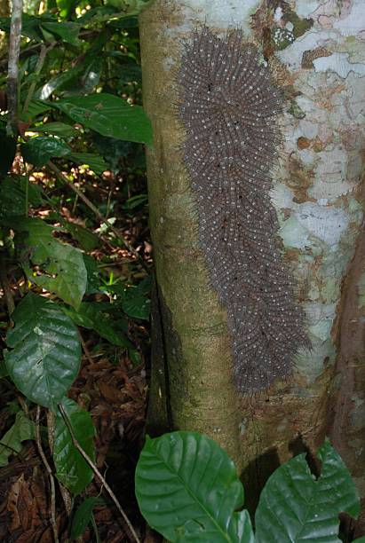 colony chenilles sur un tronc d'arbre - colony swarm of insects pest animal photos et images de collection