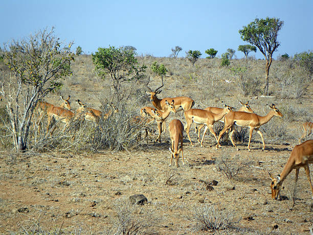 istock young gazelles at lunch 520359353