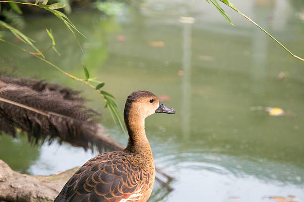 Duck Rear 200+ Duck Rear View Water Mallard Duck Stock Photos, Pictures & Royalty ...