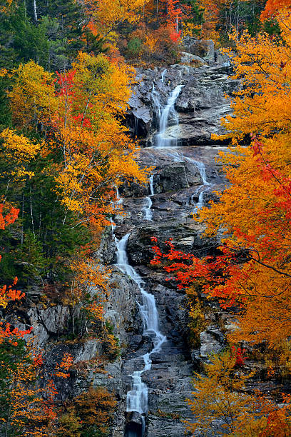 folhagem de outono - autumn falling leaf new england - fotografias e filmes do acervo