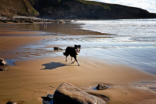 Border collie running on Welsh sandy beach at Dunraven Bay South Wales