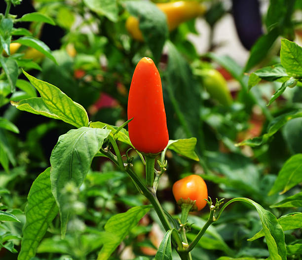 istock Close-up of chili 520361183