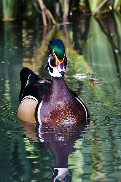 istock Male Wood Duck Swimming in a Pond 520361621