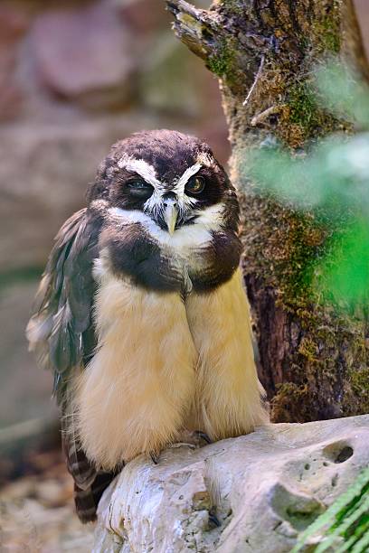 istock owl in the woods 520361703
