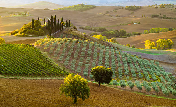 istock Tuscan landscape.Beautiful Tuscan  morning 520362050
