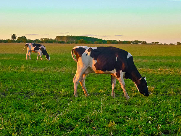 istock Two Cows Eating in the Field 520363315