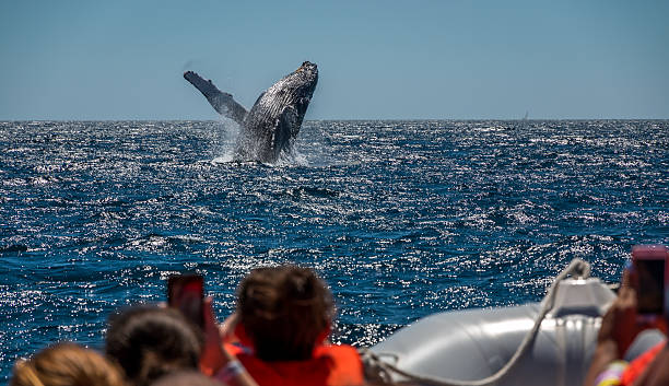 Humpback whale breaching A Humpback whale breaches in front of whale watching boats off Cabo San Lucas , Mexico baja california peninsula stock pictures, royalty-free photos & images
