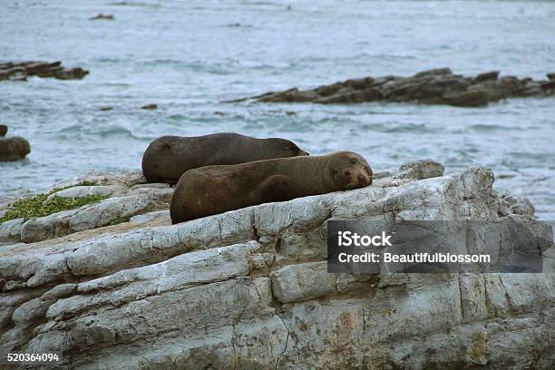 Fur Seal Resting On Rocks Kaikoura New Zealand Late Evening Stock Photo - Download Image Now