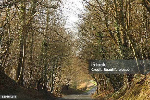 Scenic Shot Of Country Road Along Trees In The Lush Stock Photo - Download Image Now