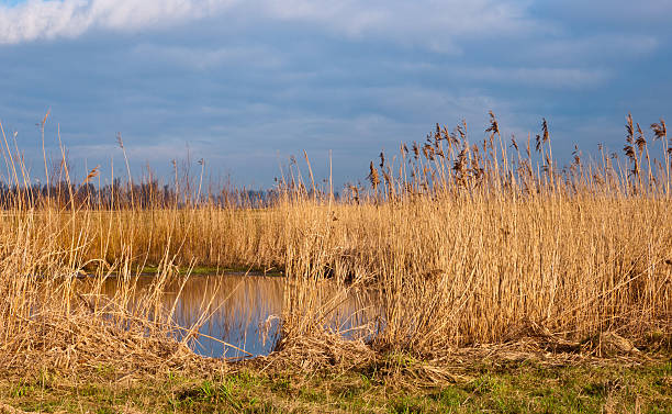 istock Yellow reeds in Dutch wetlands 520364299