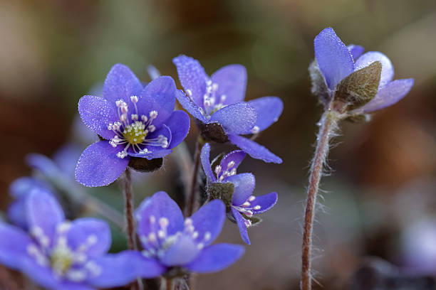 groupe de anémone bleue - nobilis photos et images de collection