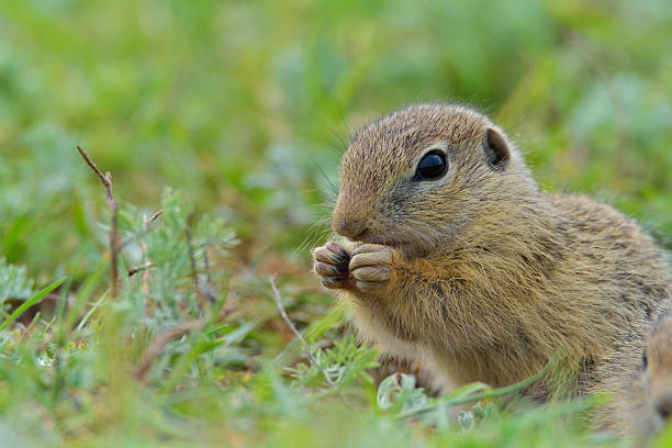 istock Cute European ground squirrel on field (Spermophilus citellus) 520364662