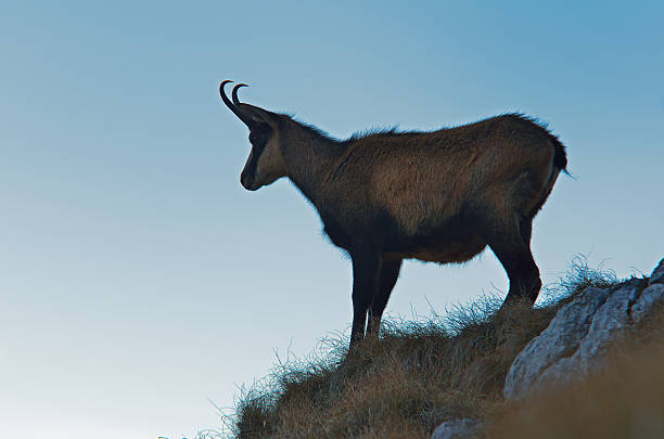 istock chamois (rupicapra rupicapra) in natural habitat 520364914