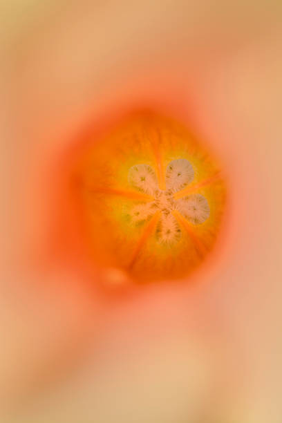 orange "oleander" - less fortunate stock-fotos und bilder
