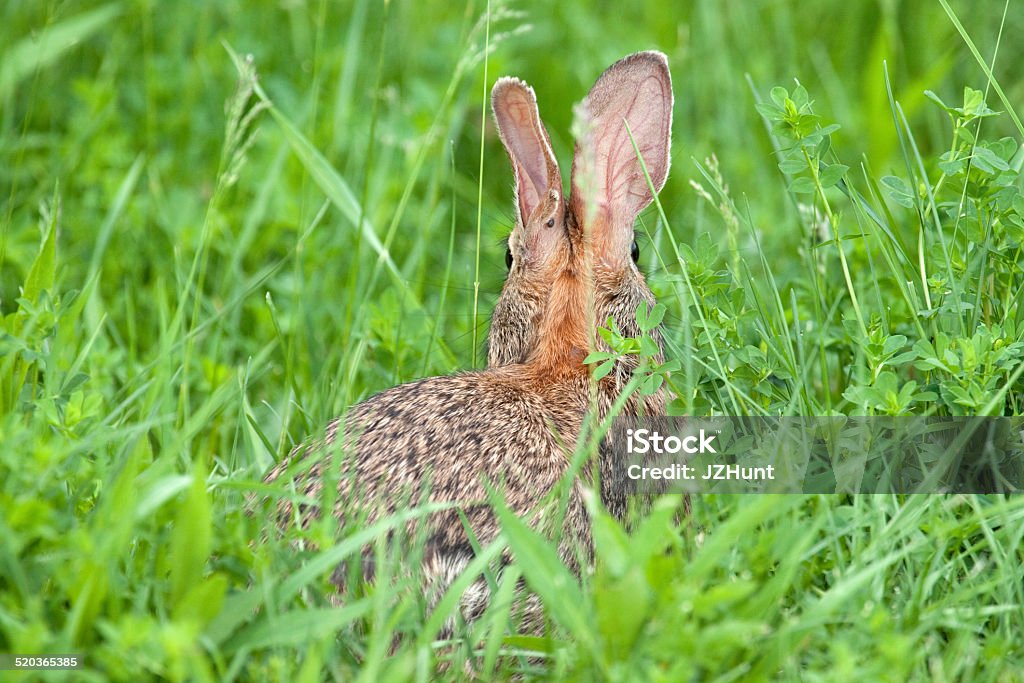 Portrait of a Wild Rabbit A portrait of a wild rabbit in the grass. The rabbit is facing away yet both eyes are visible. Animals In The Wild Stock Photo