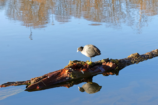 Coot bird standing on a log in the water, refelecting in the water surface