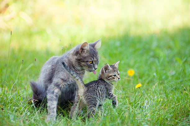 istock Mother cat walking with little kitten 520365612