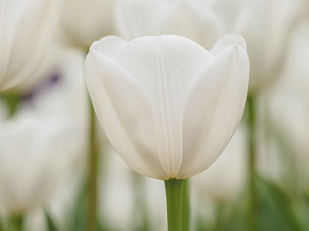 istock Spring flowers series, white tulip. 520366998