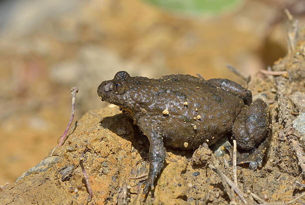 Agile Frog (Dalmatian Frog) stock photo