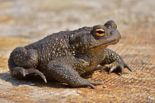 Agile Frog (Dalmatian Frog) stock photo