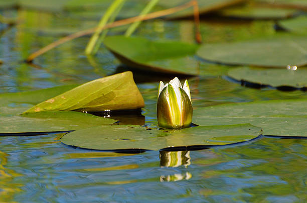 Dwarf White Water-lily - Nymphaea candida Dwarf White Water-lily - Nymphaea candida nymphaea candida stock pictures, royalty-free photos & images