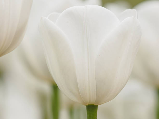 istock Spring flowers series, white tulip. 520367562