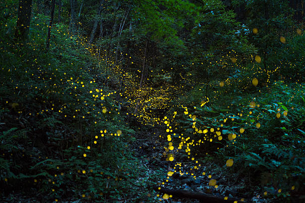 Fireflies fly in the forest at night stock photo